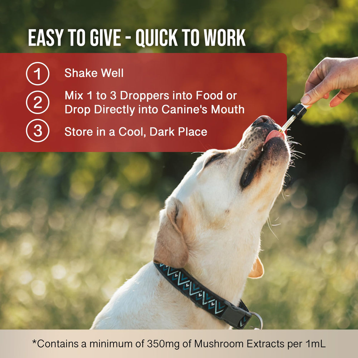 Mushroom Supplement for Dogs P2819