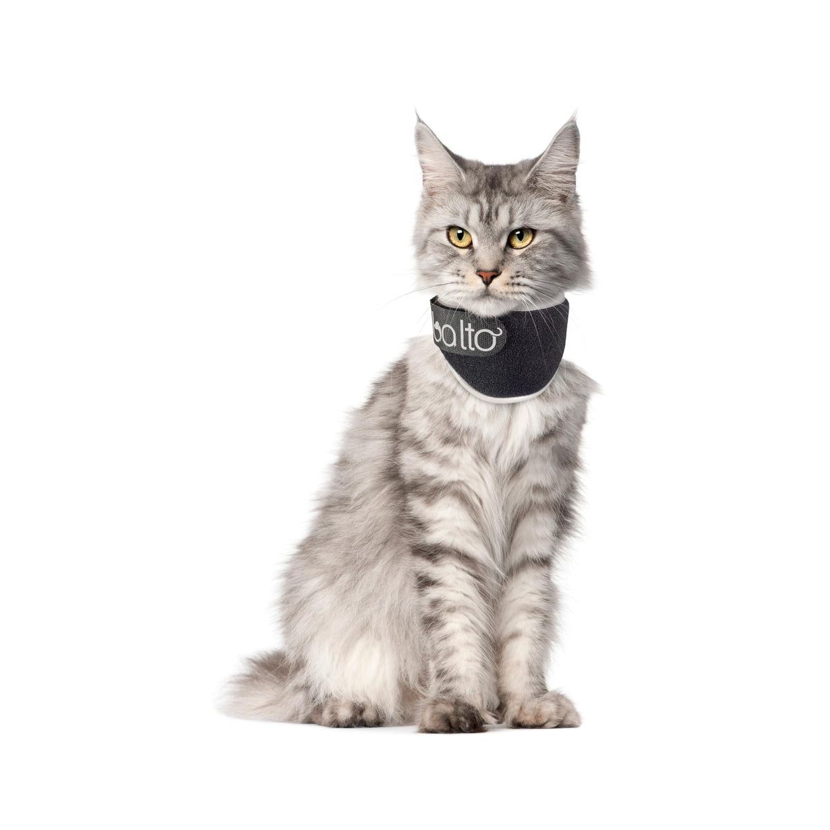 Padded Cat Recovery Collar Y362