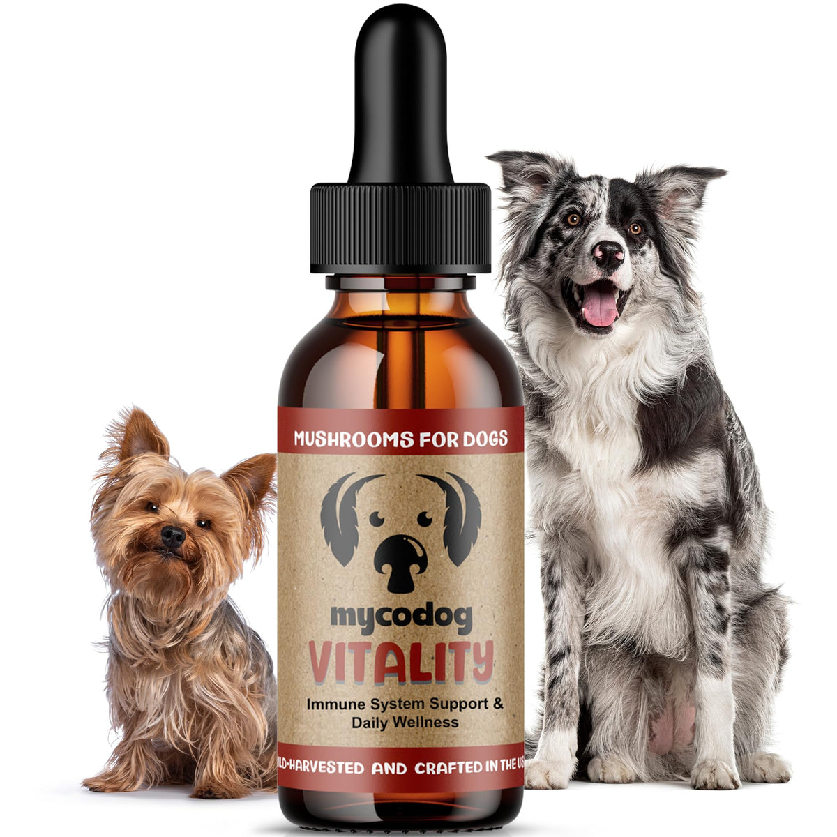 Mushroom Supplement for Dogs P2819