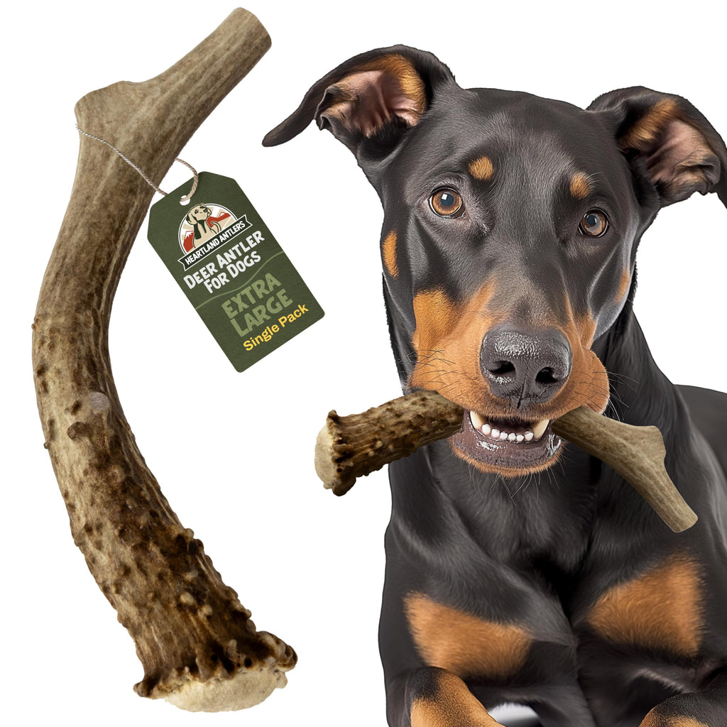 Deer Antler Dog Chew XL 8-10 in T223308